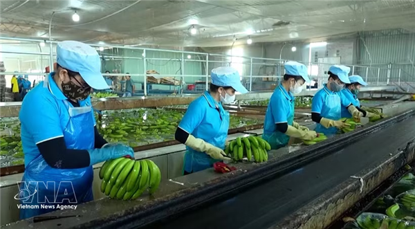 每批出口欧盟的越南农产品都需拥有出生证明