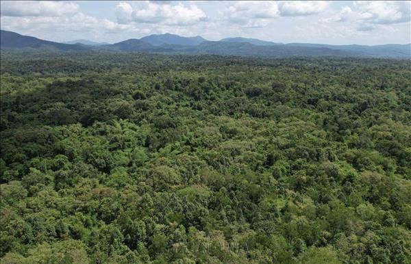 Rare wild animals released into natural habitat in Dak Lak