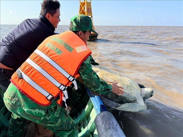 120kg green sea turtle released into wild in Ca Mau
