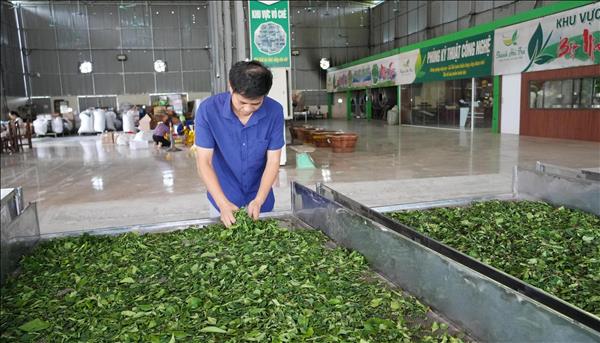 Thái Nguyên: Nâng cao giá trị, khả năng cạnh tranh của sản phẩm chè