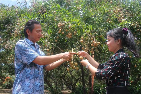Developing Tourism Value of Ancient Longan Orchards in Ca Mau