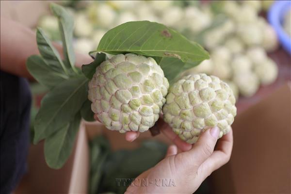 Mùa na ngọt trên vùng chân núi Tam Đảo