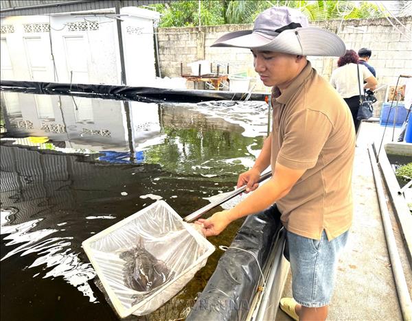 Nuôi mực lá trên bể cạn: Hướng đi mới cho kinh tế biển đô thị xanh