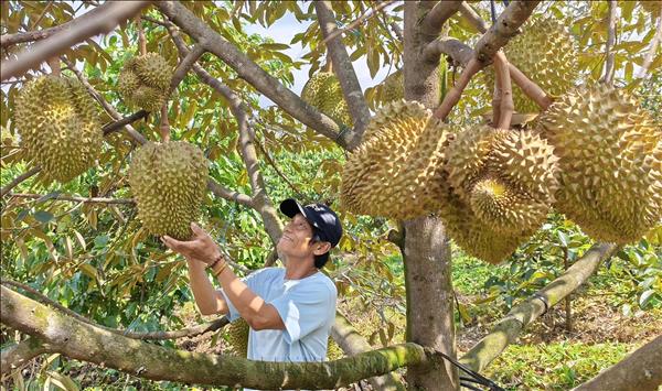 Phát triển chuỗi liên kết, ứng dụng công nghệ cao với cây trồng chủ lực