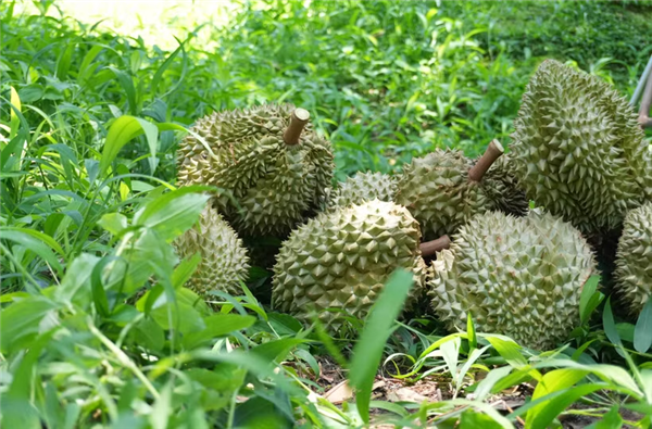 榴莲仍是越南果蔬之王，出口前景预计向好