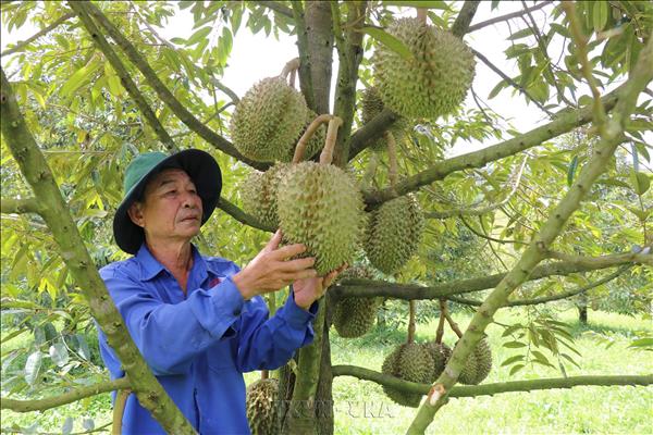 Durian Remains King of Vietnams Fruit Exports