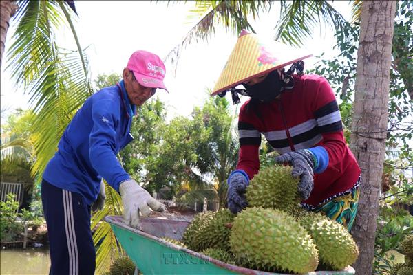 Durian exports recover despite mounting price pressure