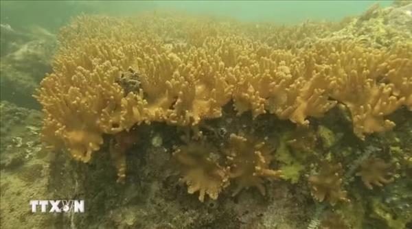 Deux espèces de coraux rares découvertes dans laire marine protégée de Cà Mau