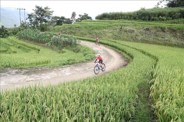 Vút bay trên sóng lúa vàng: Điểm nhấn mùa du lịch hè Lào Cai