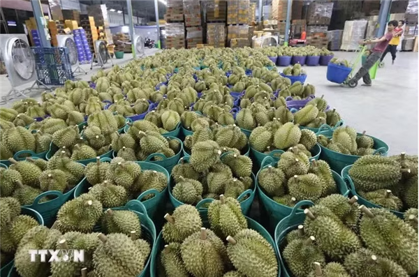Les exportations de durian se redressent malgré la pression croissante sur les prix