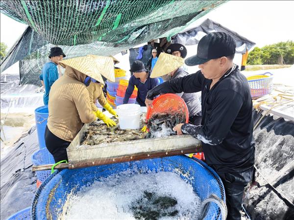 Vietnamese shrimp exports to China offset weaker sales to US