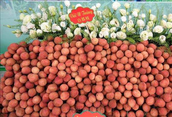 Bắc Ninh: Doanh thu từ vải thiều và các dịch vụ phụ trợ ước đạt trên 9.000 tỷ đồng
