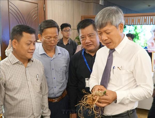 Định vị thương hiệu toàn cầu cho quốc bảo sâm Ngọc Linh