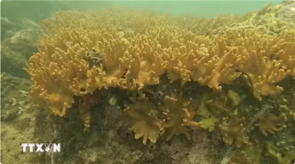 Deux espèces de coraux rares découvertes dans laire marine protégée de Cà Mau
