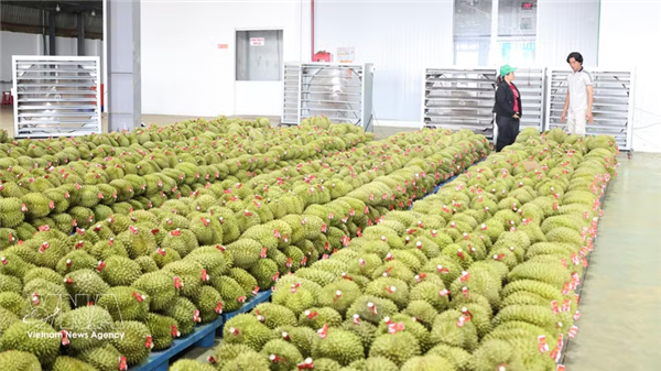 越南水果在中国市场迎飞跃机遇