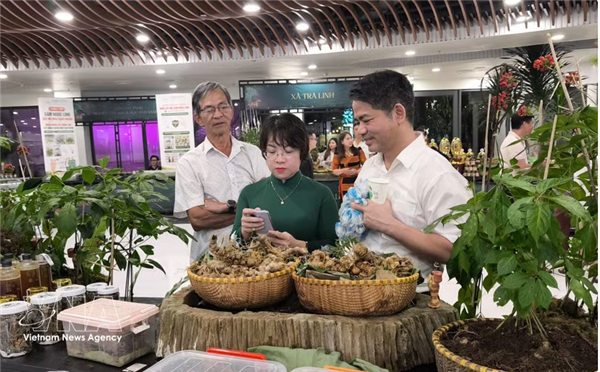 Le ginseng Ngoc Linh, un trésor national en quête dun rayonnement international