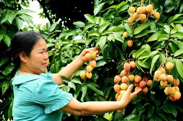 Vietnamese fruit exports eye stronger growth in Chinese market
