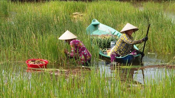 Cà Mau kết hợp nuôi tôm và trồng năn bộp, mang lại hiệu quả kinh tế cao