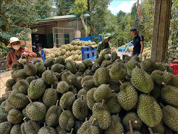 Exportaciones vietnamitas de durián apuntan a nuevo récord