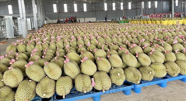 Sector frutícola vietnamita apuesta por fortalecer sus exportaciones hacia China