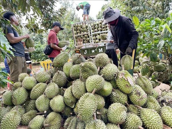 Đắk Lắk dự kiến đạt sản lượng sầu riêng cao kỷ lục