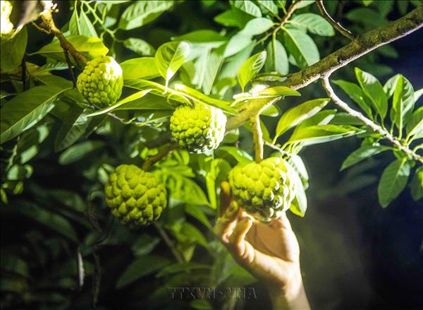 Phú Thọ: Mùa na chín ở Bồ Lý
