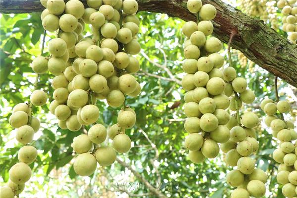 Mùa dâu Hạ Châu ở Cần Thơ