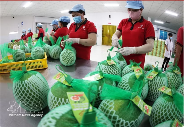 Les exportations agricoles vietnamiennes accélèrent vers lobjectif de 74 milliards de dollars