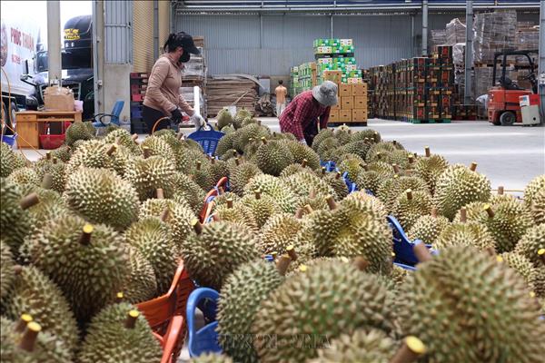 Vietnams durian exports set sights on new record