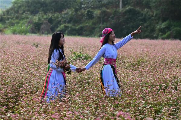 2026 뚜옌꽝성 메밀꽃 축제, 자연 경관 및 전통 문화 홍보의 장 마련