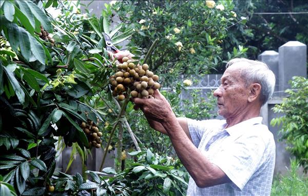Hưng Yên vào vụ thu hoạch nhãn