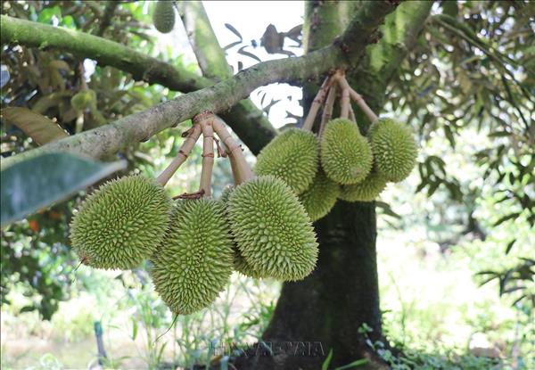 Đồng Tháp nâng cao chất lượng sầu riêng đáp ứng yêu cầu xuất khẩu