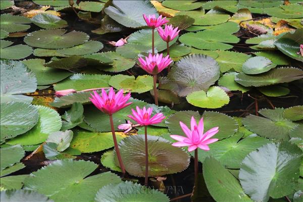 Purple Water Lilies Color Ngo Dong River in Ninh Binh
