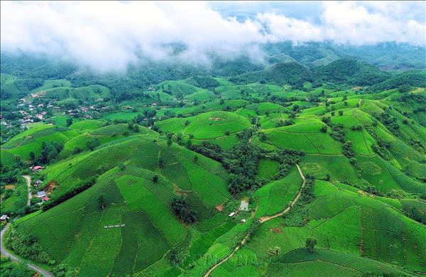 Phú Thọ nâng tầm giá trị cây chè gắn với phát triển du lịch