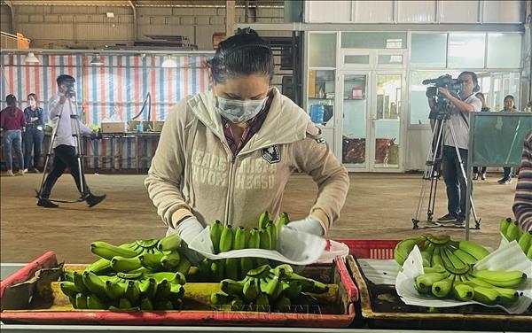 韩国GS25便利店选择越南香蕉农场作为专属供应源