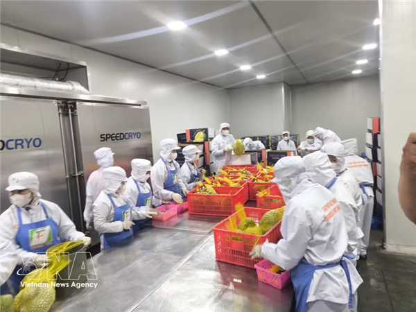 维持越南农产品在中国市场的优势