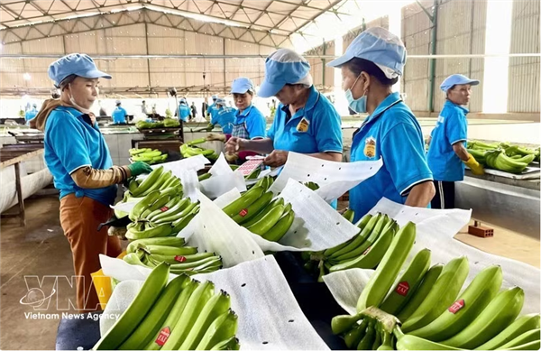 Le sud-coréen GS25 désigne une bananeraie dédiée au Vietnam