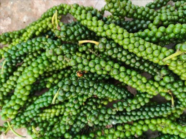 Vietnams pepper exports grow strongly, spice industry eyes higher value