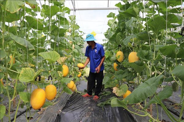 Vĩnh Long ưu tiên nguồn lực cho nông nghiệp hiện đại, giá trị cao