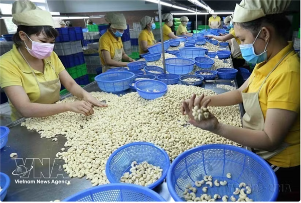 Vietnam-Nouvelle-Zélande : les échanges commerciaux et touristiques gagnent en dynamisme