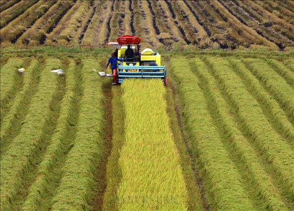 Cần Thơ phát triển sản xuất lúa theo hướng tập trung, ứng dụng công nghệ và phát thải thấp