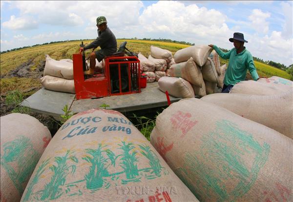 Vietnam y Filipinas buscan garantizar el comercio estable de arroz
