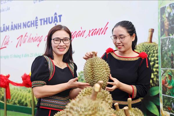 ខេត្តដាក់ឡាក់កសាងប្រព័ន្ធអេកូឡូស៊ីផ្លែ​ទុរេនប្រកបដោយចីរភាព