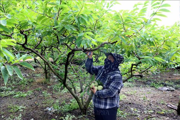 巴扫番荔枝：石灰岩山区特色水果品牌