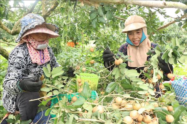 Can Tho Longan Enters Harvest Season