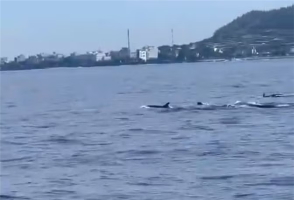 十余只海豚现身李山岛近海 引当地居民游客关注