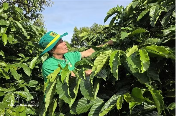 Le Vietnam et lOuganda promeuvent la coopération pour un développement durable de la filière café