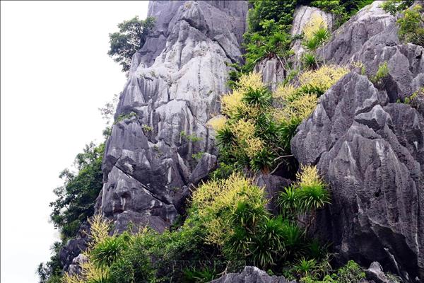 하롱베이를 화려하게 수놓은 산드라세나 꽃철
