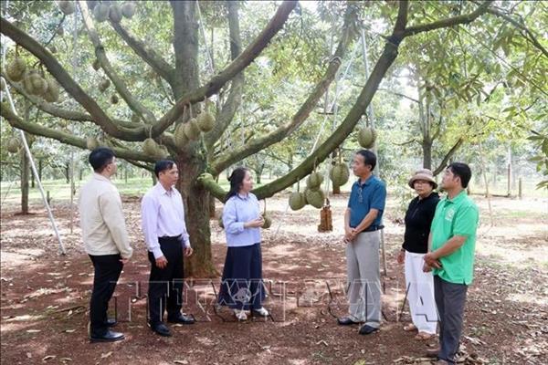 ດັກລັກ ສ້າງລະບົບຊີວະພາບຂະແໜງສິນຄ້າໝາກຖົ່ວລຽນແບບຍືນຍົງ