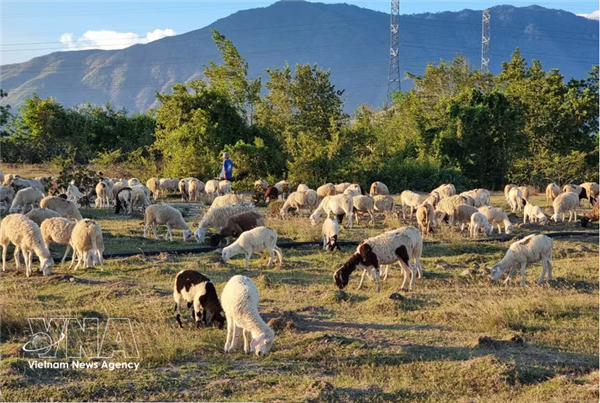 La province de Khanh Hoa sintéresse au développement dun écosystème halal